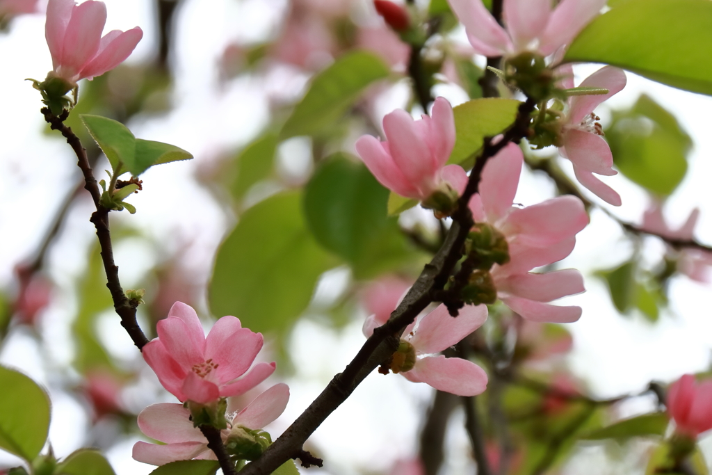 花梨が咲く里山２