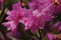 植物園から「げんかいつつじ」２