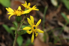 ツワブキ咲いて１