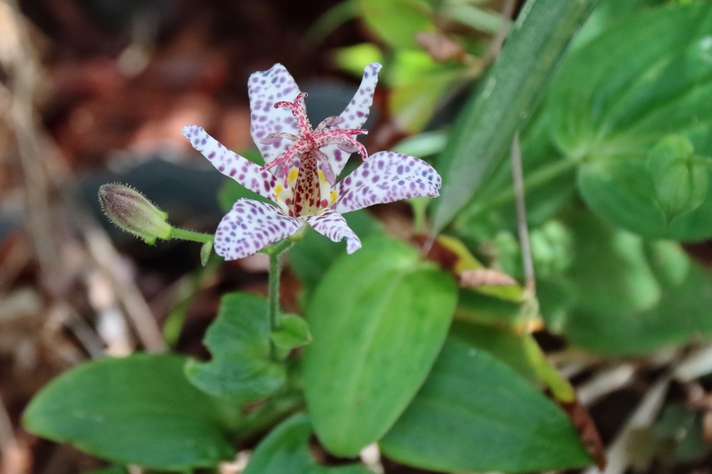 花散歩タイワンホトトギス１
