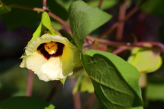 花散歩綿１