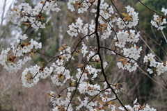 里山に咲く３