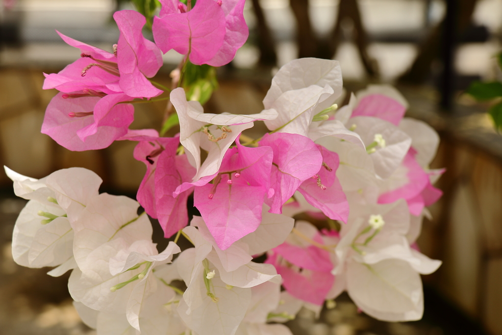 貴方しか見えない