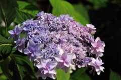 花散歩あじさい紫１