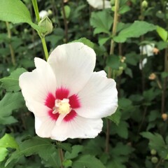 花散歩ムクゲ1