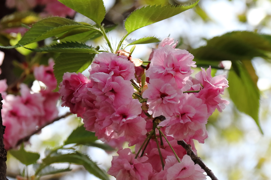 八重桜福禄寿３