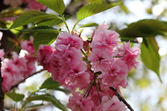 八重桜福禄寿３