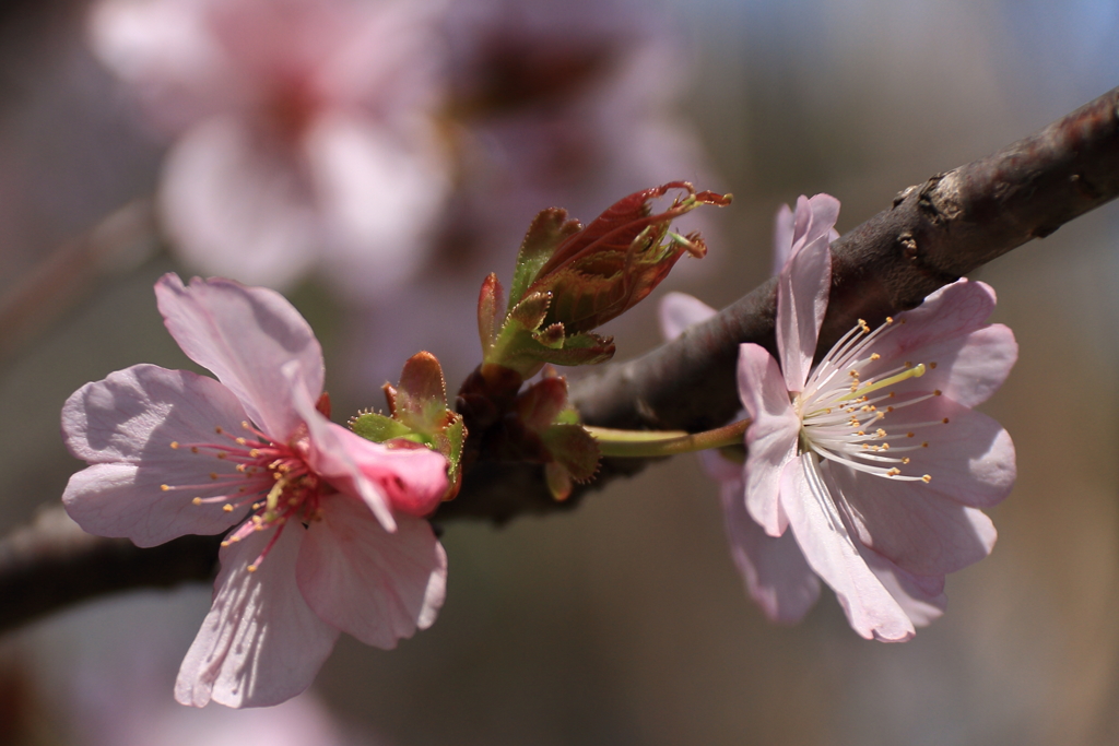 散り急ぐなかれ１