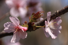 散り急ぐなかれ１