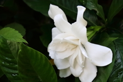 花散歩クチナシ１