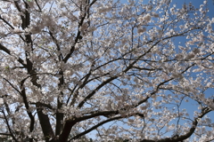 さくらさくら３