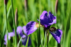 公園花壇あやめ１