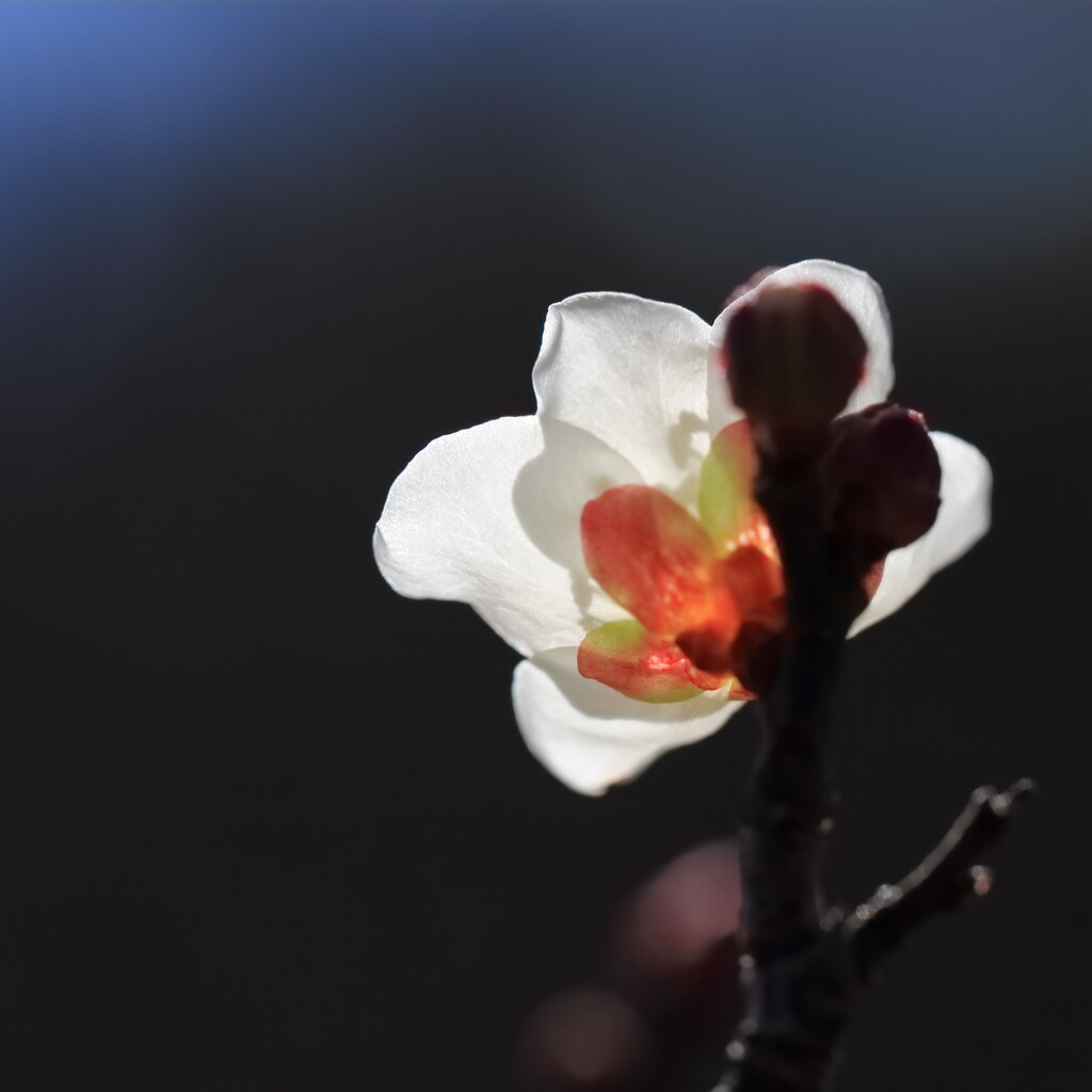 花散歩後姿の美1