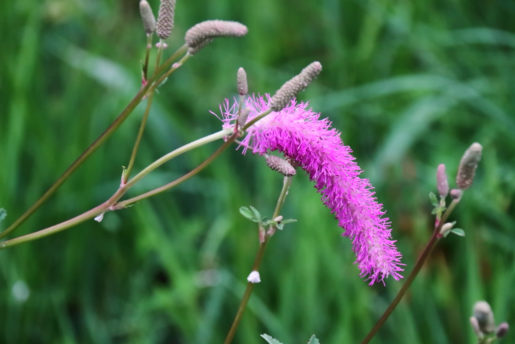花散歩カライトソウ１