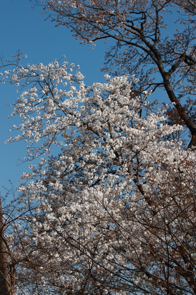 花散歩サクラ３