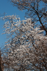 花散歩サクラ3