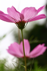 秋を透かし見る