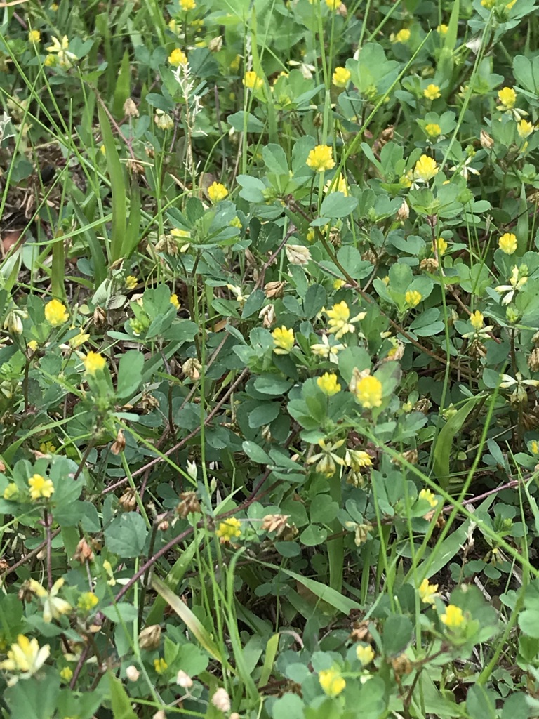 花散歩ウマゴヤシ