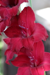 妖しく誘われて１