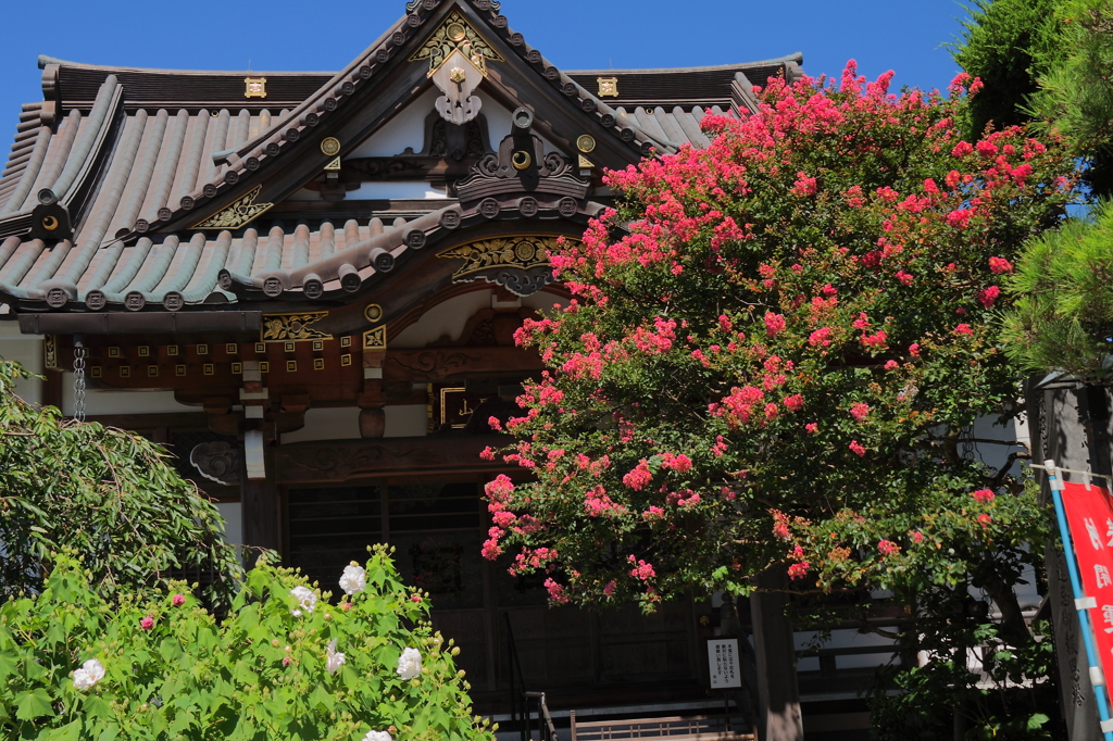 サルスベリのある風景１