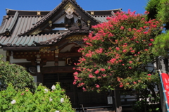 サルスベリのある風景１