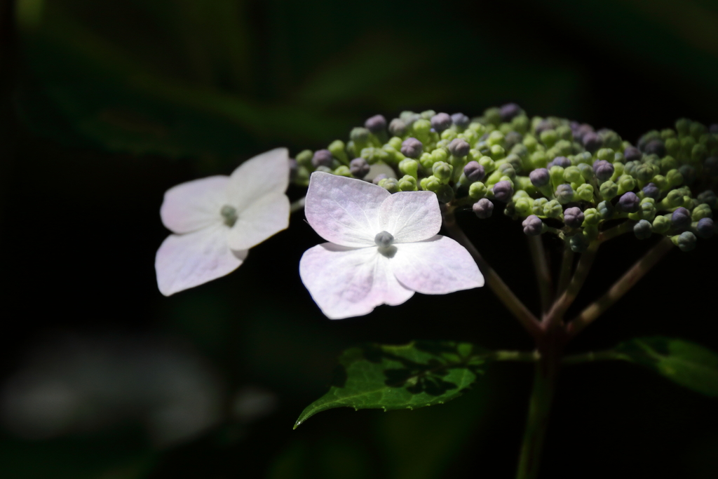 あじさい様々５