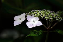 あじさい様々５