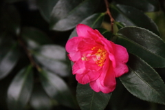 花散歩さざんか