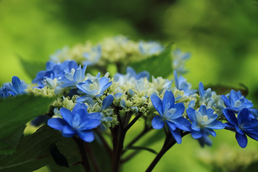 青あじさい２
