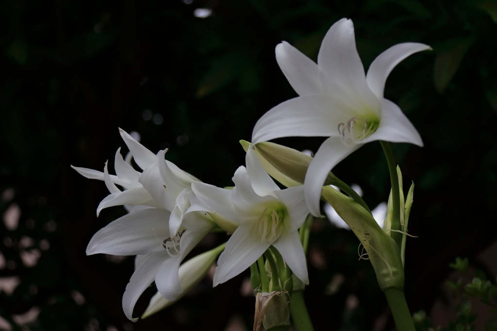 花散歩インドハマユウ１
