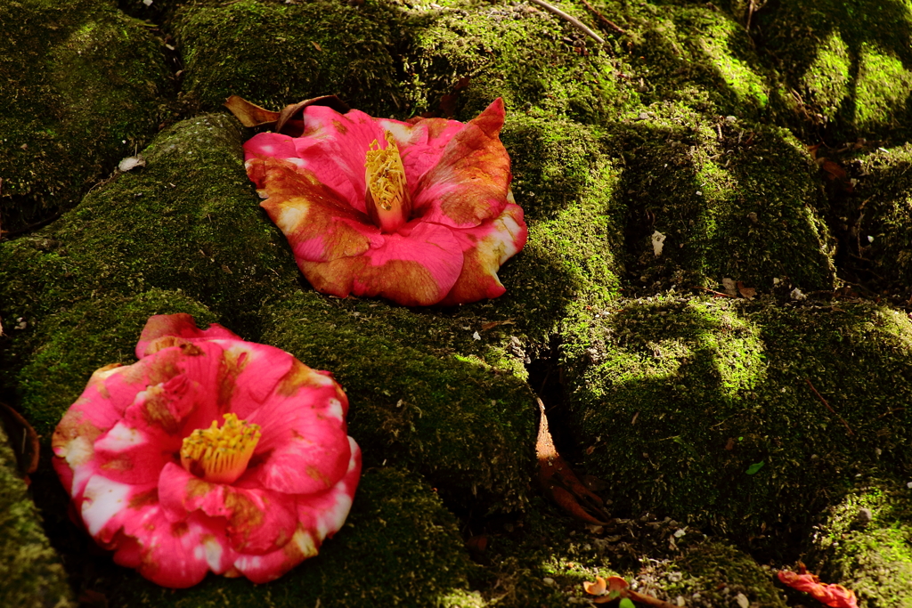 散りてなお美２