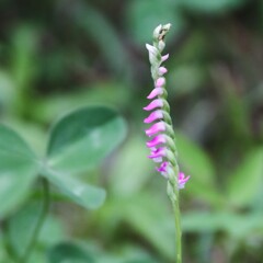 花散歩ねじばな１