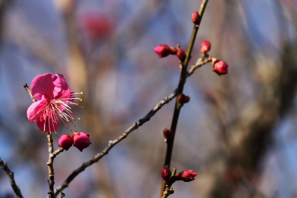 紅梅負けじと２