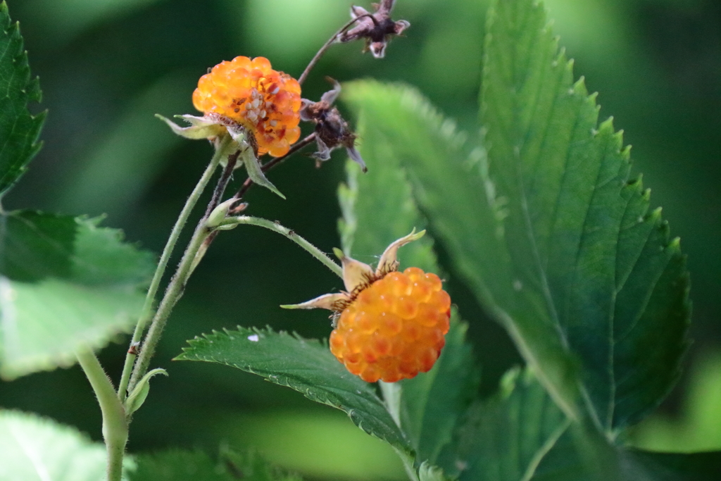 色づくキイチゴ１