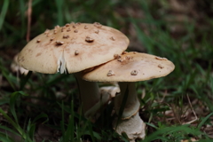 里山花散歩キノコ２