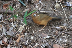 里山にガビチョウ