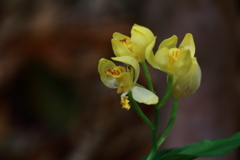 里山の野草キンラン３