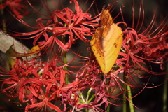 わくらばを包んで