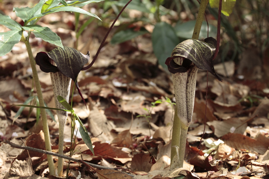 木漏れ日のウラシマソウ