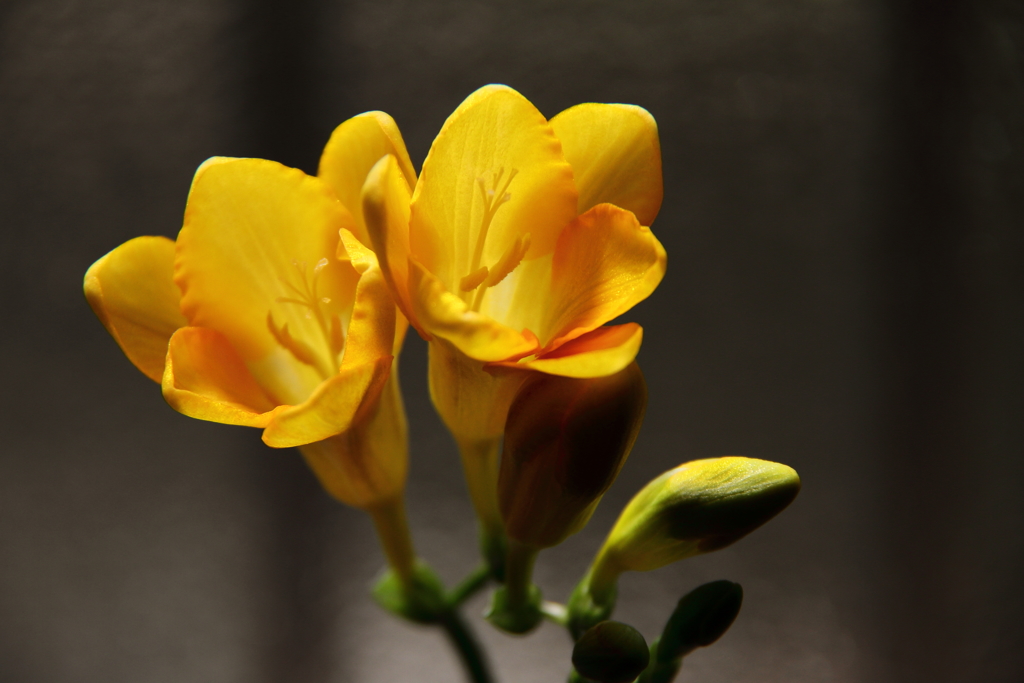 春　フリージア 1