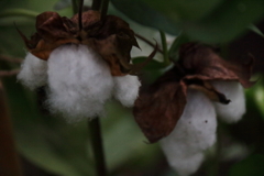花散歩綿の種２