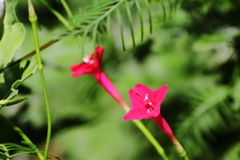 花散歩ルコウソウ１
