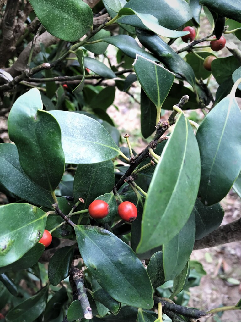 散歩道に咲くセイヨウヒイラギ