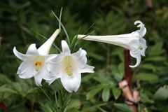 花散歩タカサゴユリ3
