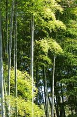 竹林の春