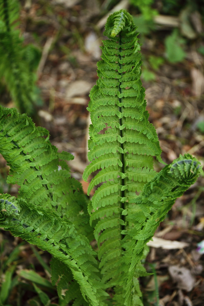 散歩道の若葉達４