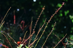 花散歩ミズヒキ（赤花）