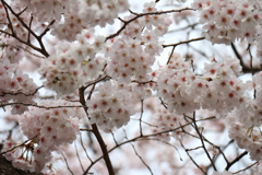 満開４
