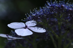 紫陽花百景19