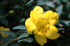 花散歩ビョウヤナギ２